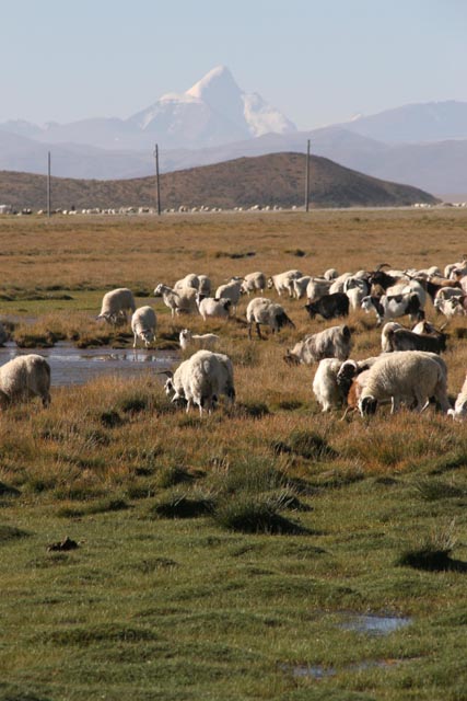 チベット／バルヤン（Paryang）で放牧の羊
