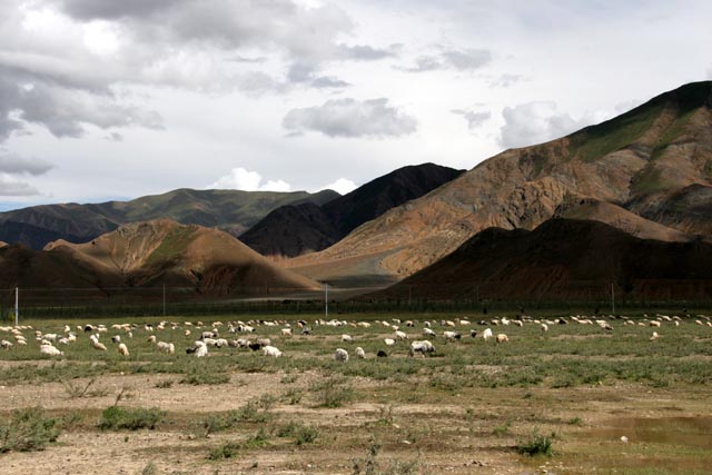 チベット／シャル寺（Shalu Monastery）で放牧の羊