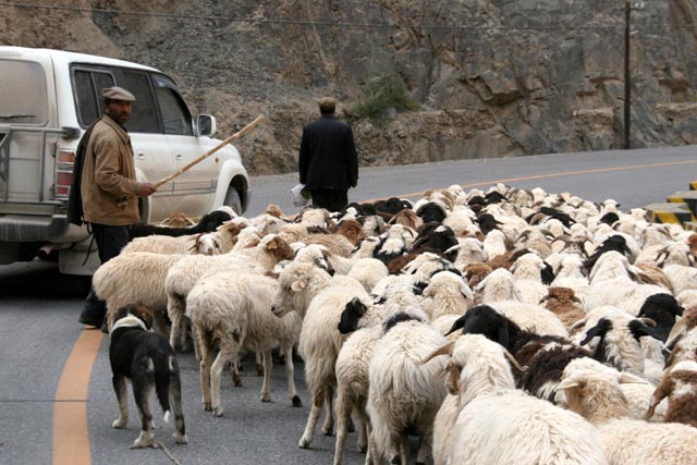 ウイグル／イェチョン（Yecheng）で街道を下る羊の群れ
