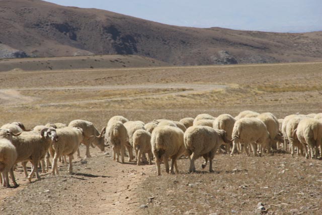 チベット／トリン（Tholing）の羊