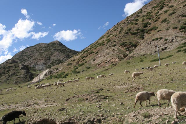 チベット／サンサン（Samsang）で放牧の羊