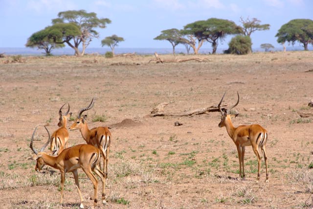 ケニア／アンボセリ国立公園（Amboseli national park）