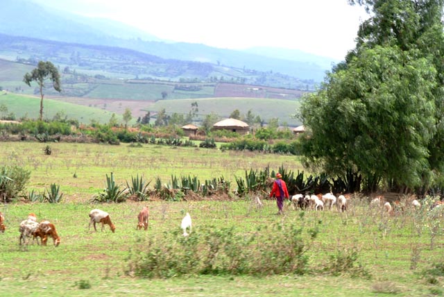 タンザニア／モシ（Moshi）で放牧の羊