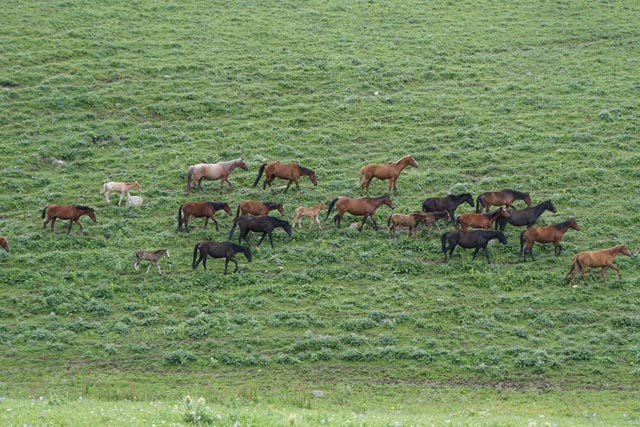 カルカラ谷（Karkara）の馬