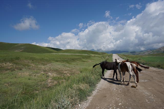 ナリン川（Naryn River）の馬