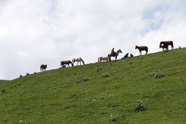 チルチク峠（Chyiyrchyk pass）の馬
