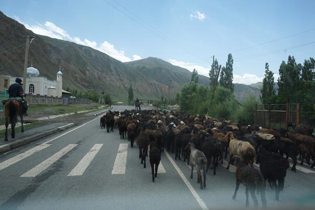 チルチク峠（Chyiyrchyk pass）先の羊