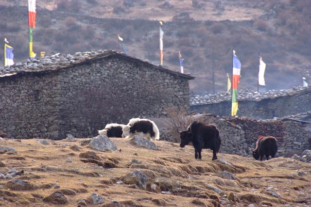 ランタン村（Langtang Village：3,500m）の朝