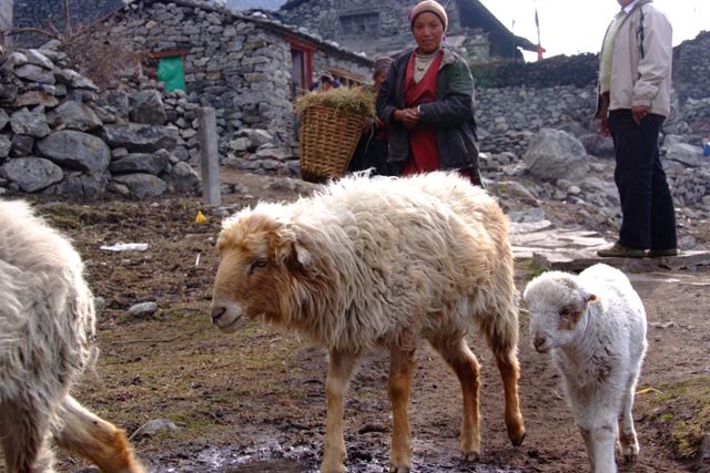 ランタン村（Langtang Village：3,500m）の朝