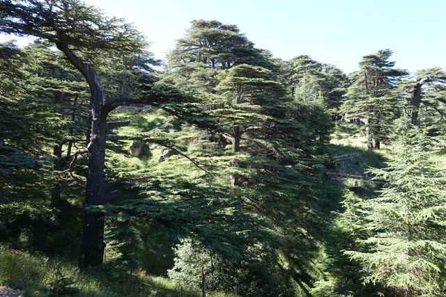 カディーシャ渓谷と神の杉の森（Ouadi Qadisha (the Holy Valley) and the Forest of the Cedars of God (Horsh Arz el-Rab)）