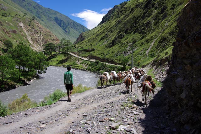 ツロベリ川の馬（horses  by the  river of Thulo Bheri）