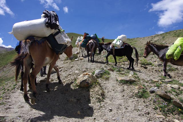 ノマラBCを登る馬（climbing horses at Numala BC）
