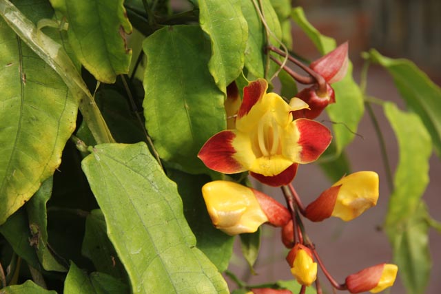 キャメロンハイランドのサボテン園の花