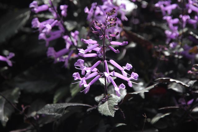 キャメロンハイランドのサボテン園の花