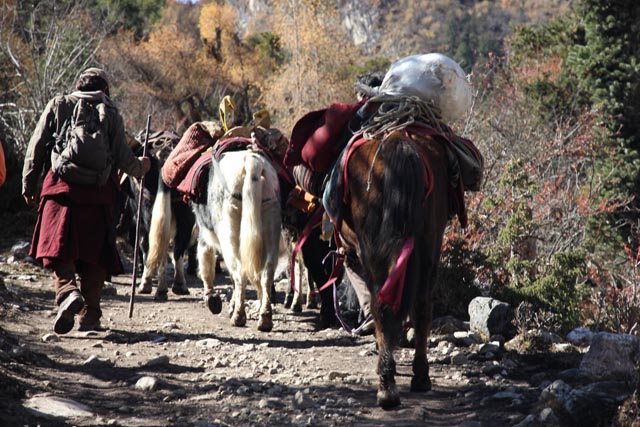 サマゴーン（Samagaun：3,500m）を行く馬のキャラバン