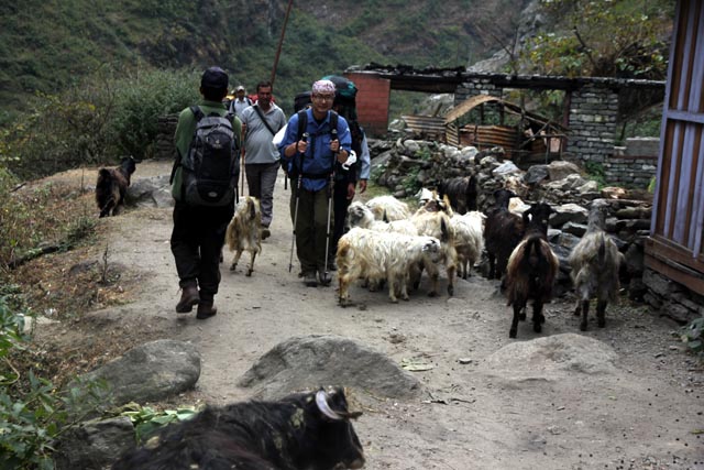 ネパール／タル（Tal）の羊