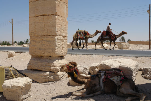 パルミラ遺跡（Palmyra）のヒトコブラクダ