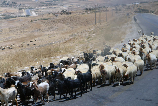 ヨルダン／ペトラ（Petra）近くの公道を進む羊の群れ