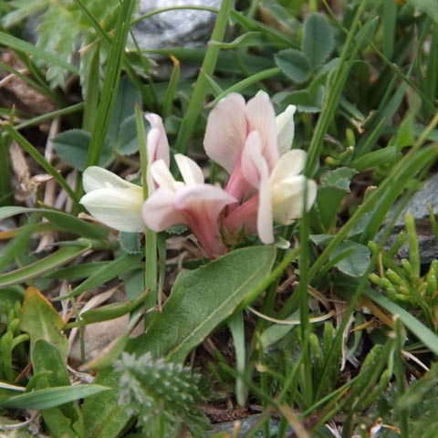 ホブド川畔で咲いていた花