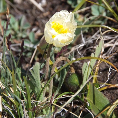 ボターニン氷河のサイドモレーンで見かけた花