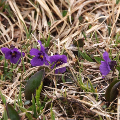タバンボグド国立公園丘陵咲いていた花