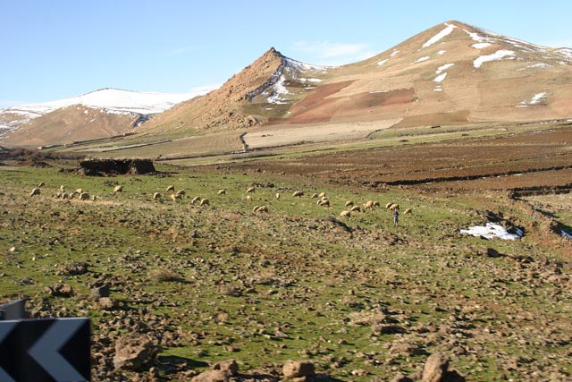 モロッコ／アトラス山脈（Atlas）で放牧の羊