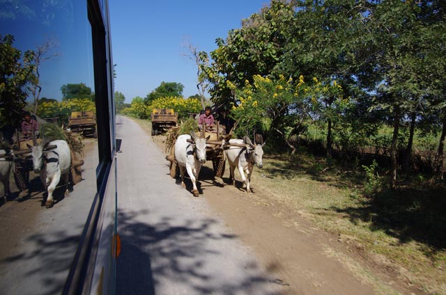 バガンの二頭立て牛車（Ox carriage at Bagan, Myanmar）