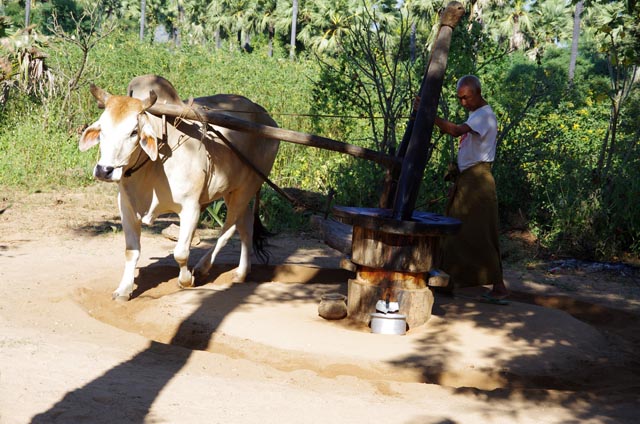 バガンの油絞り牛（Oil Squeezing at Bagan）