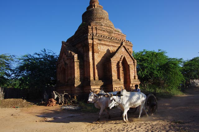 バガン近郷の牛車（Ox carriage at Suburb of Bagan）