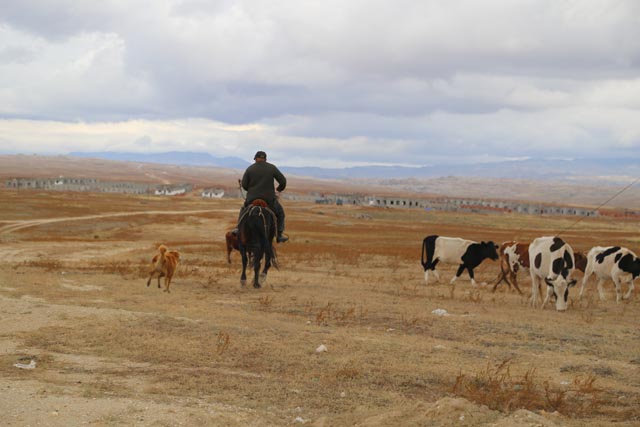 アルタイ（阿勒泰／Altai）の牛