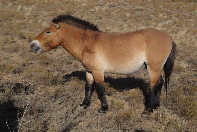 グルバンテュンギュト砂漠（Gurbantunggut）のモンゴル種野生馬