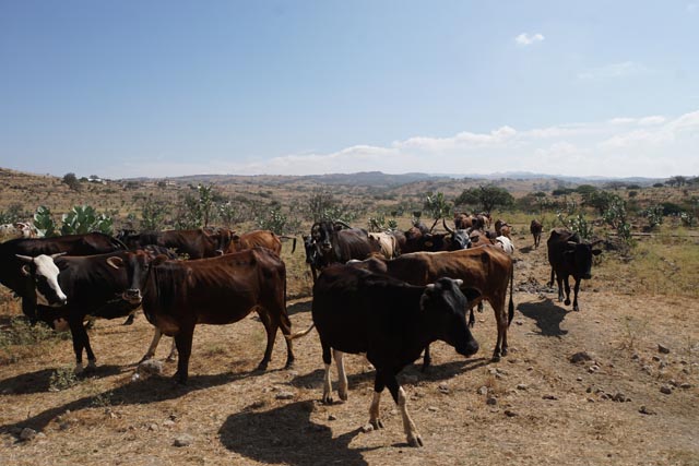 ジュベルサムハン（Jebel Samhan）の牛