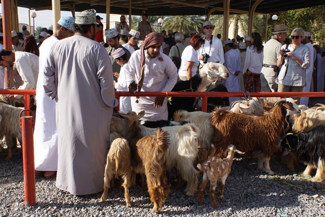 ニズワ金曜家畜市場（Nizwa Friday cattle market）のヤギ