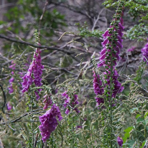 グレイ湖湖畔の花の写真