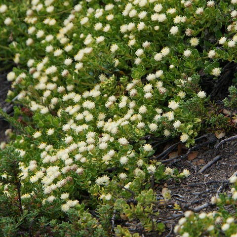 ペリトモレノ氷河で見かけた花や実の写真