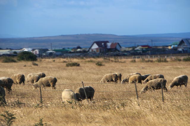 プエルトナタレス（Puerto Natales）の羊