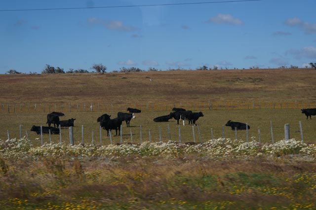 プンタアレーナス（Punta Arenas）の牛