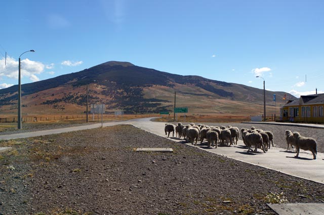 セロカスティージョ（Cerro Castillo）の羊