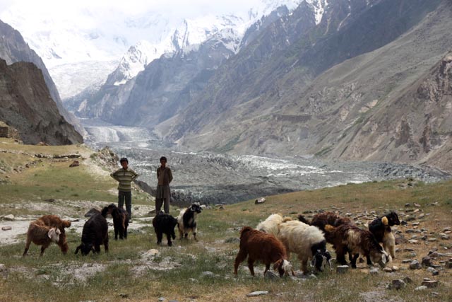 パキスタン／ホーパル氷河（Hopar glacier）の羊