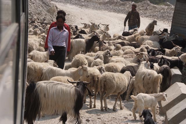 ダーラリ（Dharali）のヤギと羊の群れ
