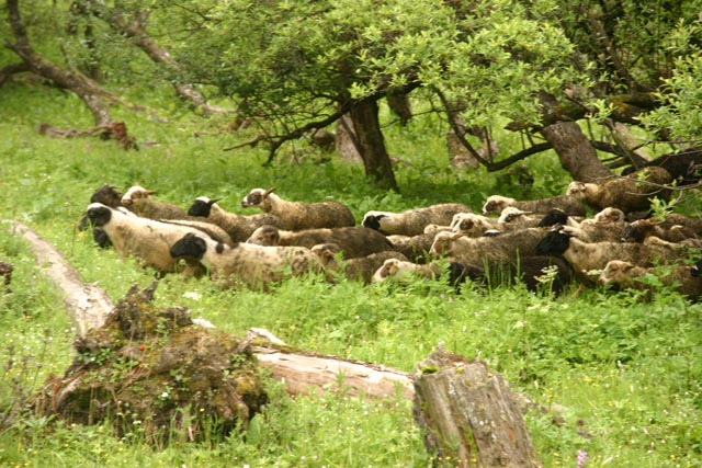 中国四川省／人参菓坪（Renshenguoping）の豊かな草場で暮らす羊