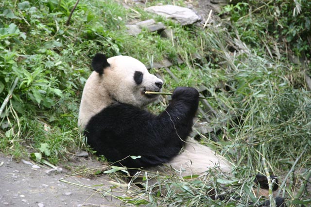 中国／四川省のジャイアントパンダ保護区（Sichuan Giant Panda Sanctuaries）1992年自然遺産 