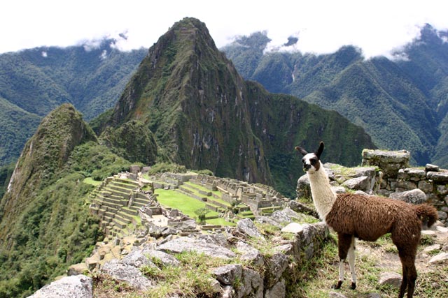 マチュピチュ（Machu Picchu）のリャマ