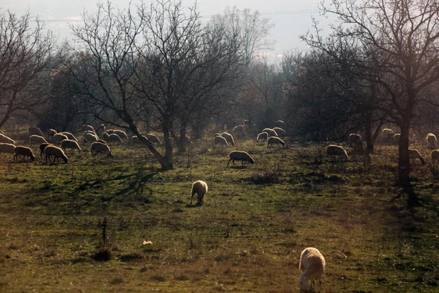 オフリド（Ohrid）の羊