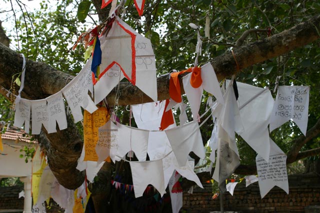 スリマハの菩提樹