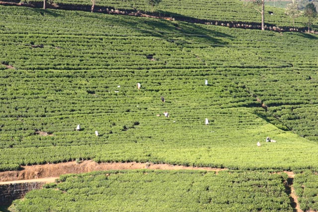 ヌワラエリア茶畑辺りの眺め