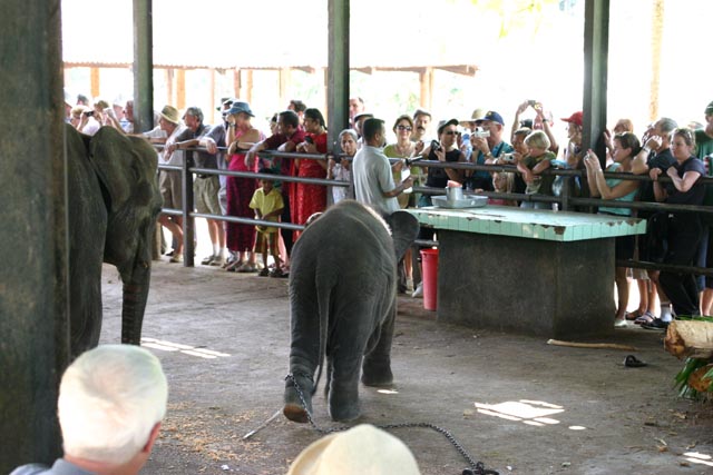 ピナウエラ象の孤児院