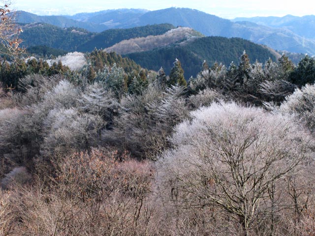 高尾山：陣馬山から望む北の霧氷