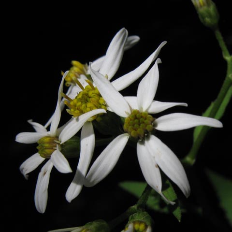 シラヤマギク（白山菊）