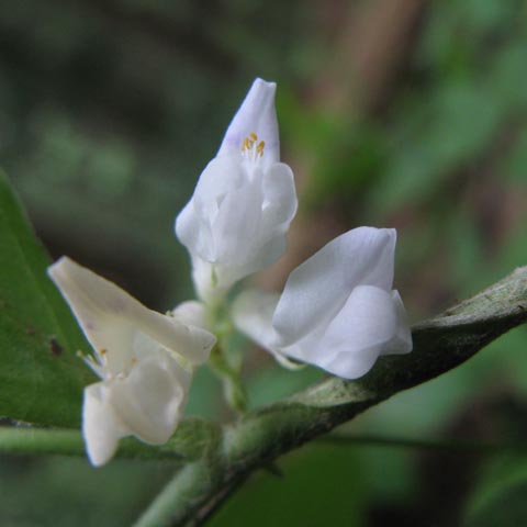 白い花（花名不明）